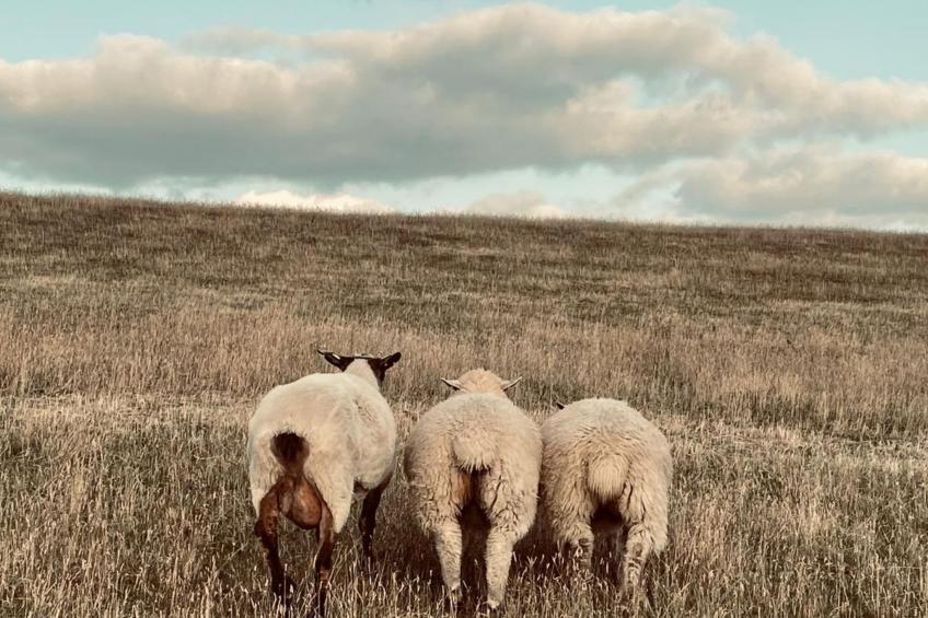 Ankerplatz - foto 57