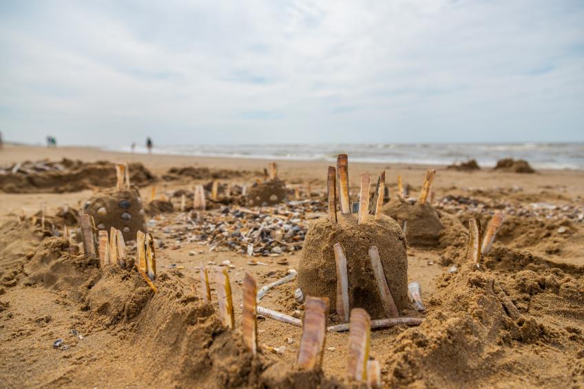 Noordwijkse Duinen - foto 40