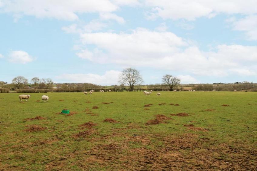 The Campion - foto 33