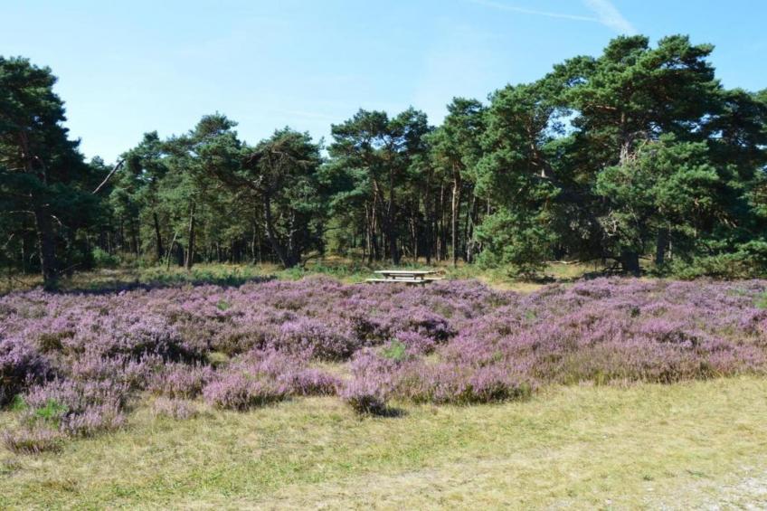 De Veluwse Eekhoorn - foto 28