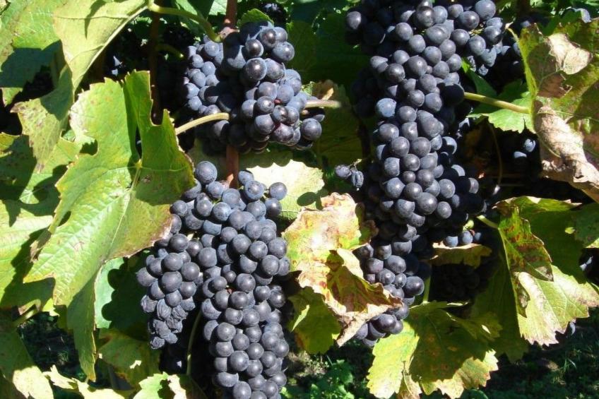 Haus Sonnenschein - foto 16