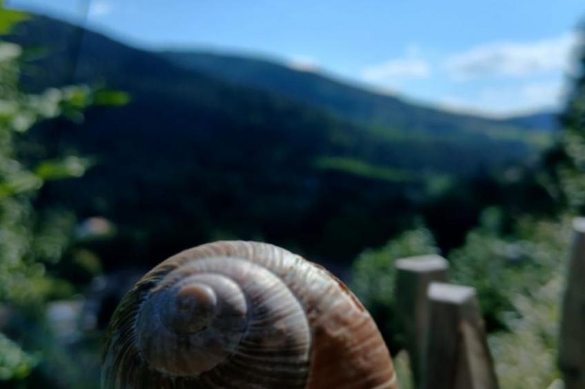 in Ventron mit eingezäuntem Garten - foto 27