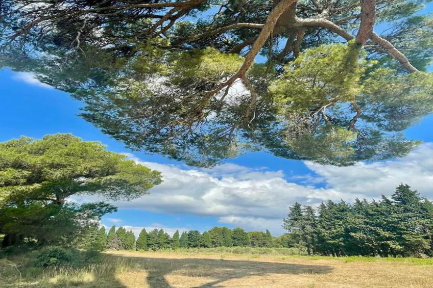 Rèsidence Le Mas des Alpilles - foto 38