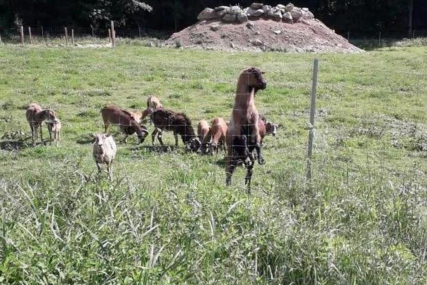 Tamara in Eppenschlag - foto 24