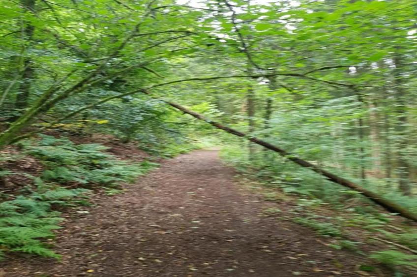 Aux Hirondelles - foto 33