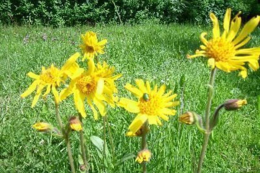 Fam. Sauer - foto 14