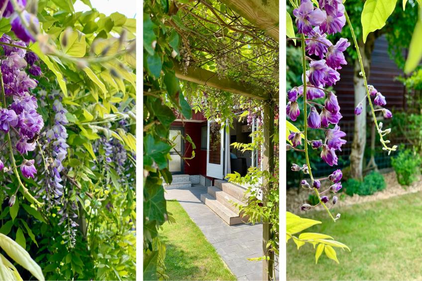 Campanula 211 - foto 13