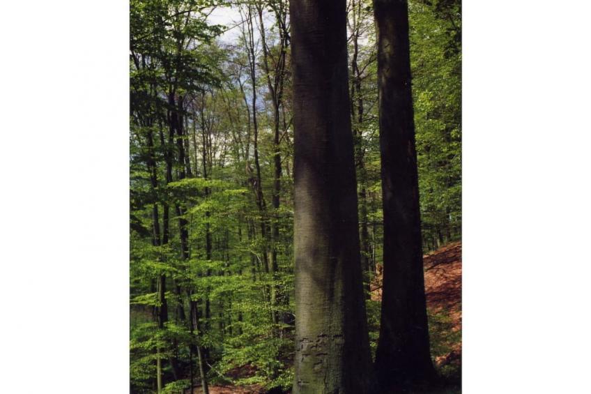 181453 - foto 16