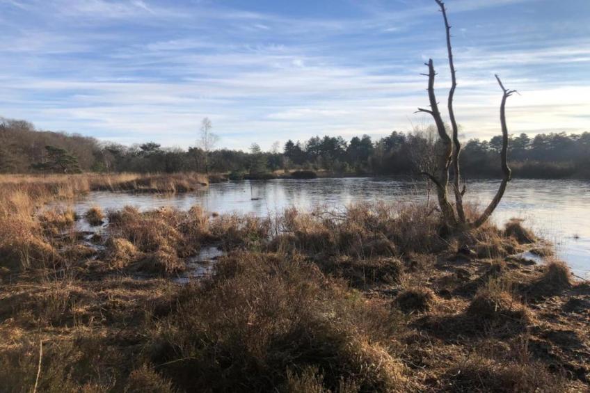 The Forest Cottage - foto 36