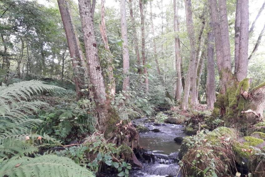 Maison de vacances - LA CHAPELLE-AUX-BOIS - foto 36