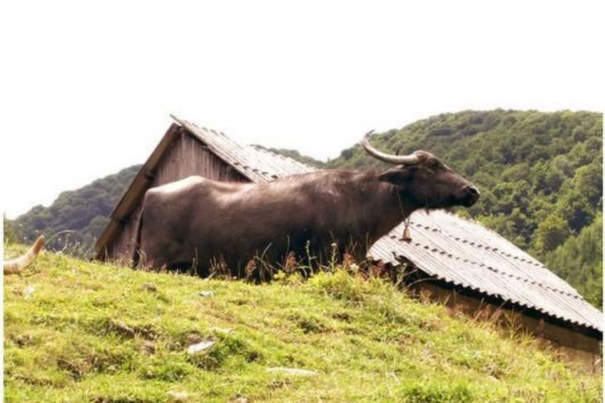 Casa Crina in Karpaten-Dorf in Siebenbürgen - foto 68