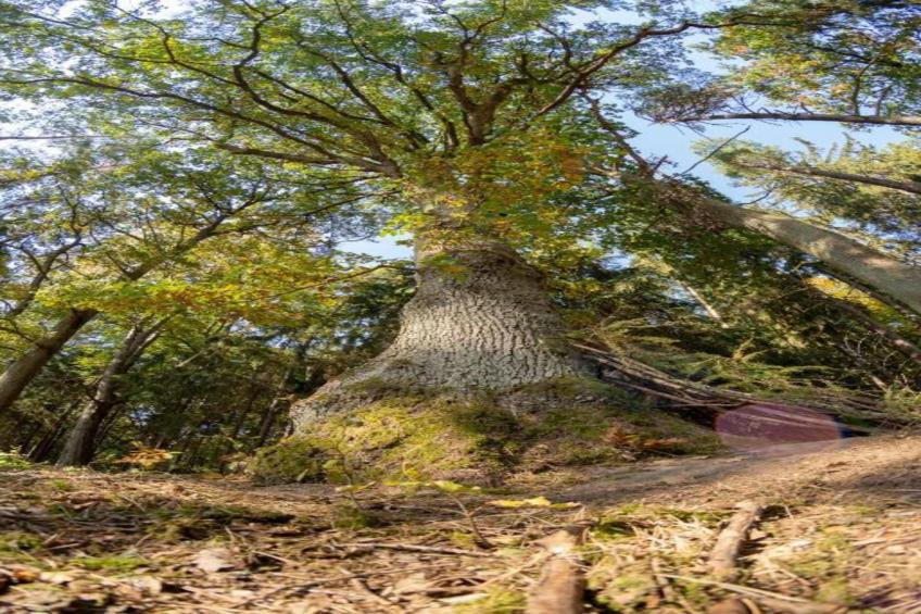 Apartament Nemojov A - foto 24