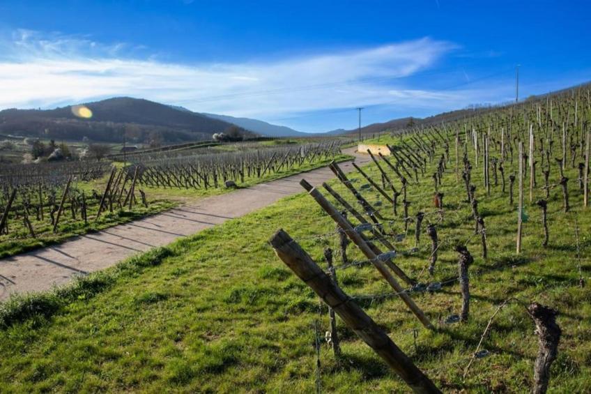 Le Domaine des Rois - foto 20