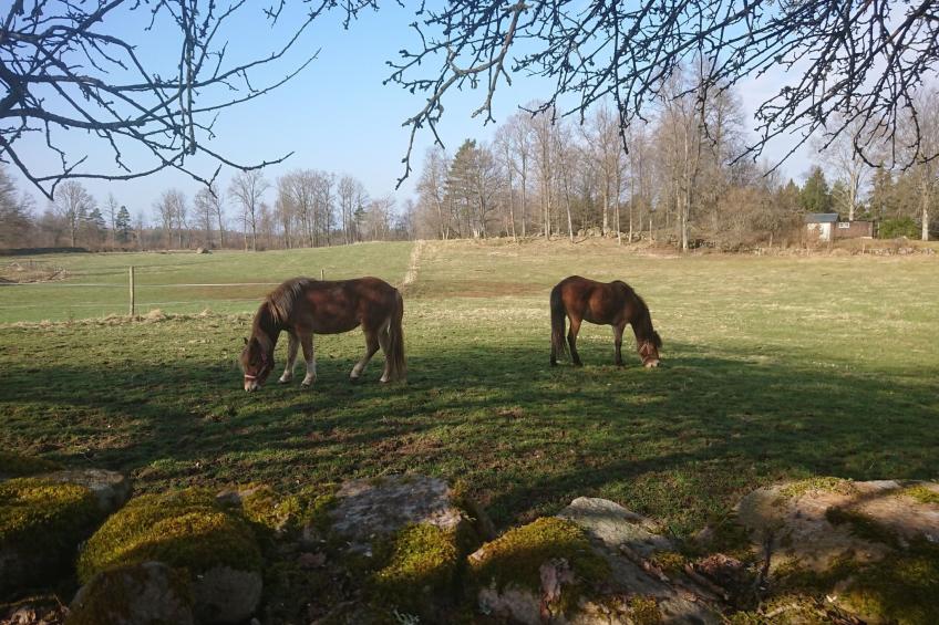 Gemütliches Cottage mit Whirlpool - foto 3
