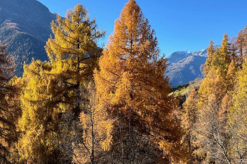 Chasa Ernst - foto 36