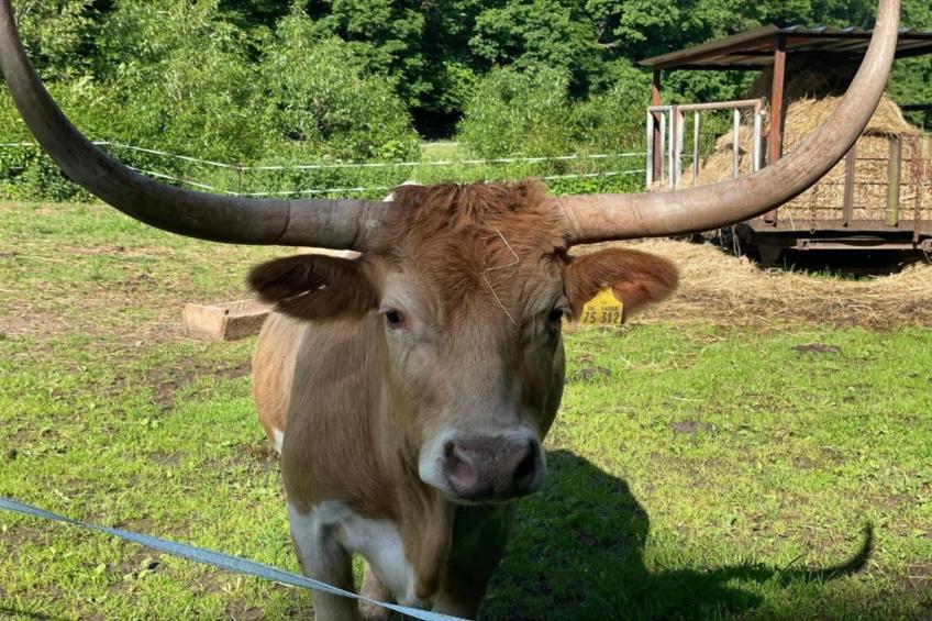 Holzhaus Andi - foto 25