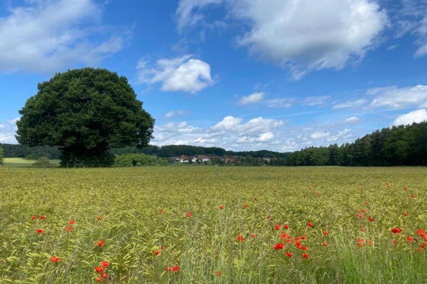 Wilder Wein - foto 23