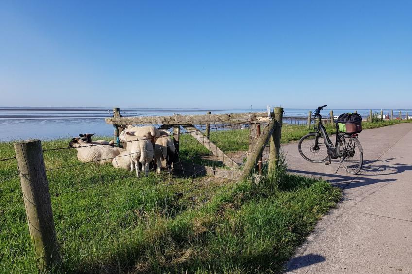 G1 Eingezäuntes Haus mit Kamin in Eckwarderhörne - foto 33