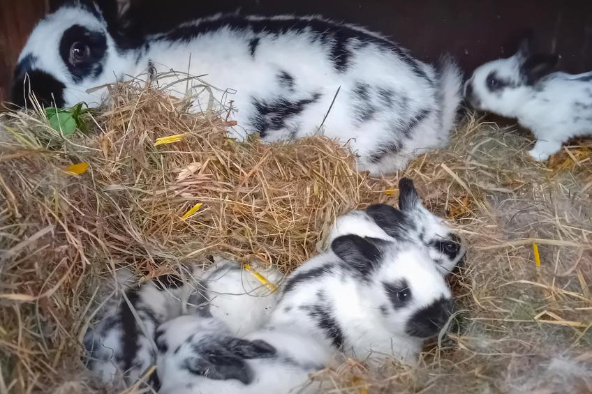 Waldacher Hof - foto 8