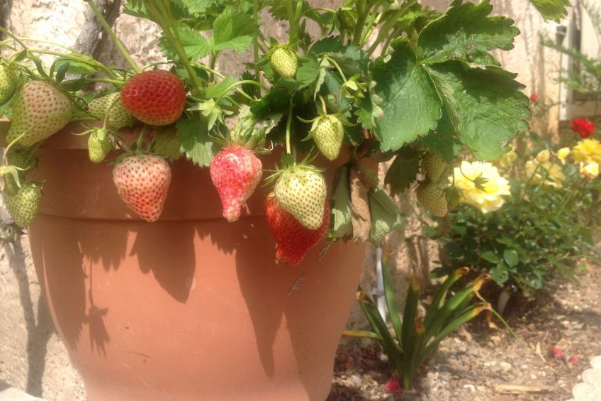 Mimet la diote, Ausflug in die Sonne und in die Ruhe - foto 12