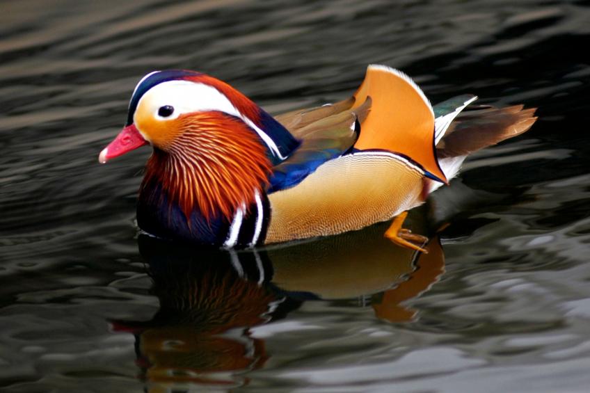 Dreistöckiges Apartment in einem historischen Gebäude - foto 39