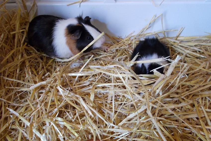 Finca El Chorrillo Studio - foto 38