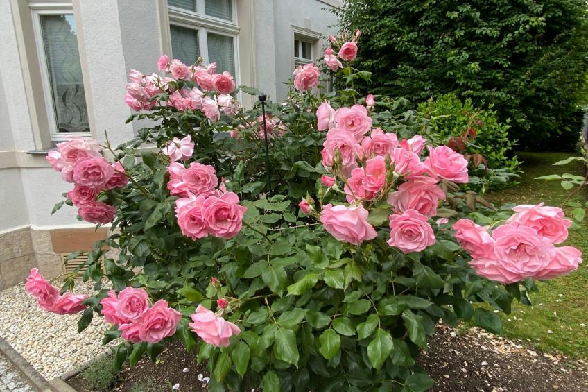 "Am Bürgergarten" - foto 13