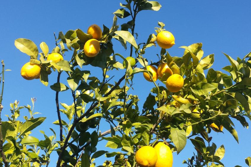 Casa Vale Vinagre, schöne Villa in der Natur - foto 41