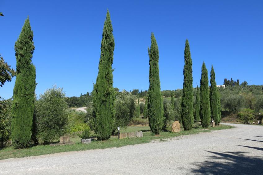 Podere Le Palaie (PEC209) - foto 31