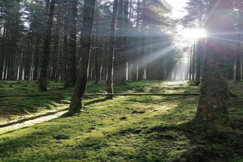 La Source des Bois - foto 30