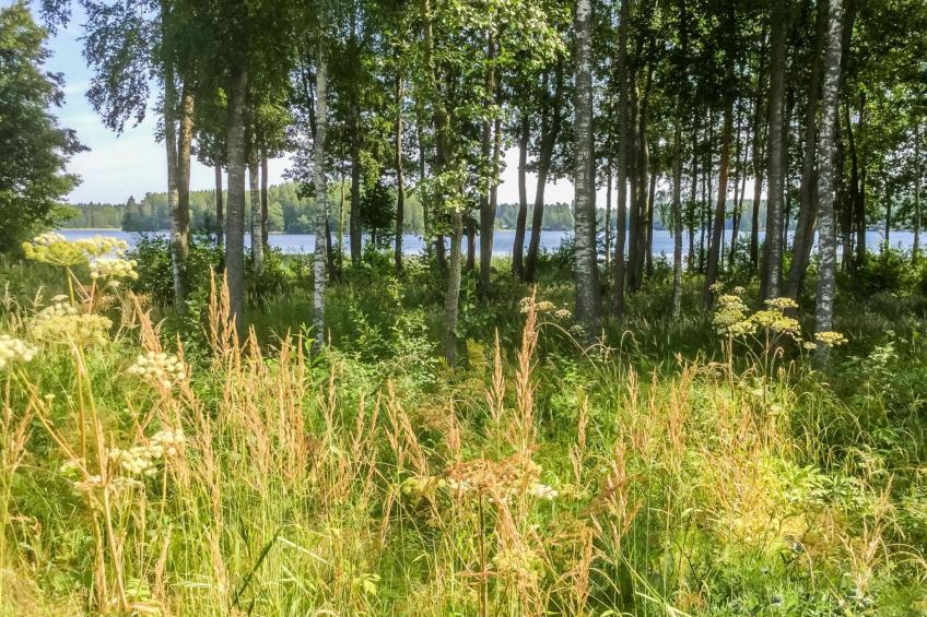 Annelinniemi - foto 40