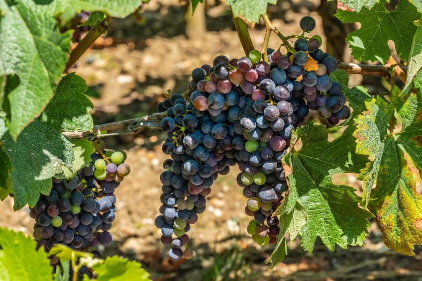 Villa Bellevue - foto 15