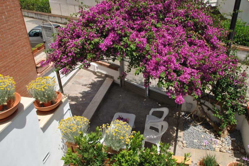 Bouganville - foto 23