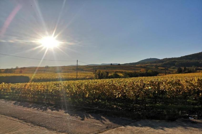 Le Domaine des Rois - foto 26