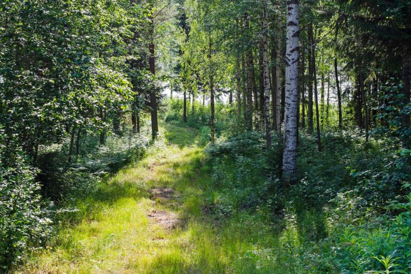 Käränkkä - foto 33