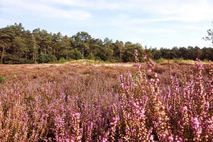 De Weelderik 2 - foto 34