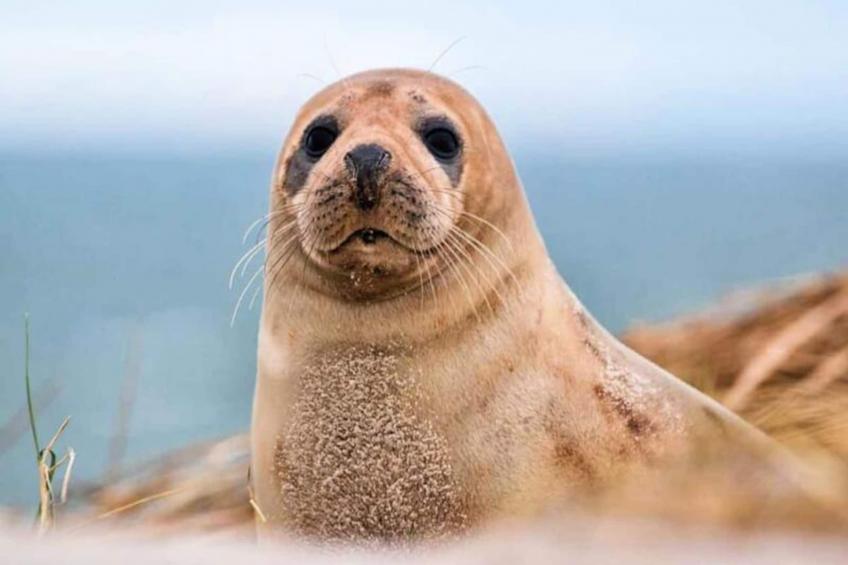 Résidence Sv 8 - Les écureuils : Confort & Sérénité Dans Résidence Privée à St- - foto 24