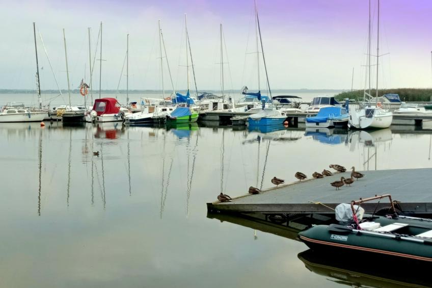 "Paradise Star Bobolin" - foto 32