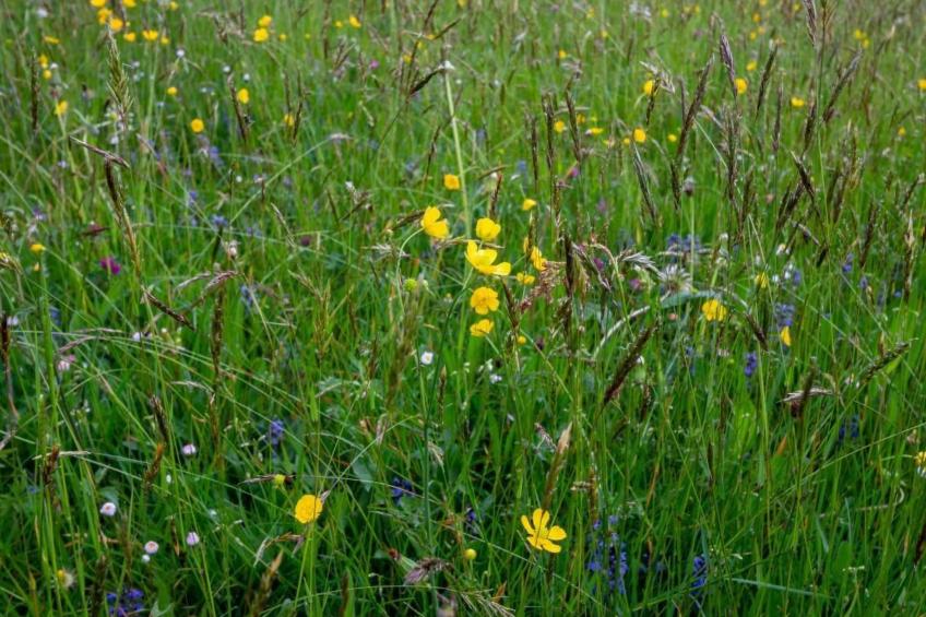 Fromsenrüti - foto 32