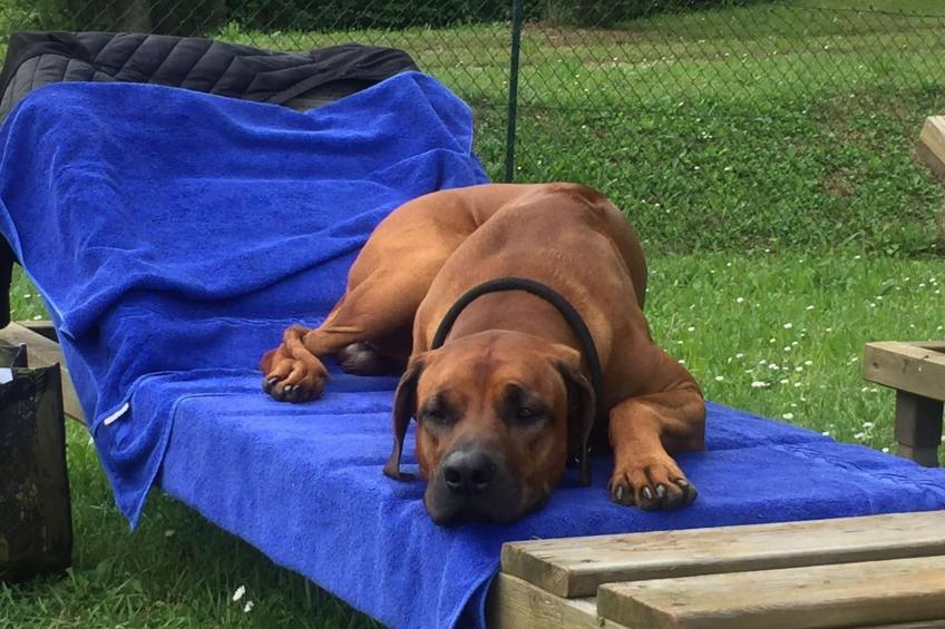 Villa Benfenati genialer Pool, Hochzeit, ganzer Zaun - foto 49