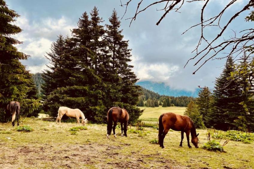 V du Bachat Arolles A n°26 - 2P4 - foto 27