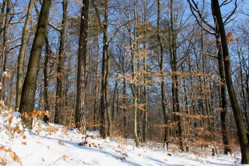 Fewo Natur und Kunst - foto 20