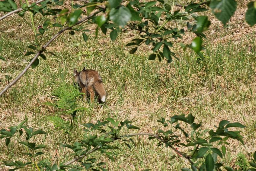 Le Chalet Sous Les Sapins, mit Swimmingpool, Sauna - foto 17