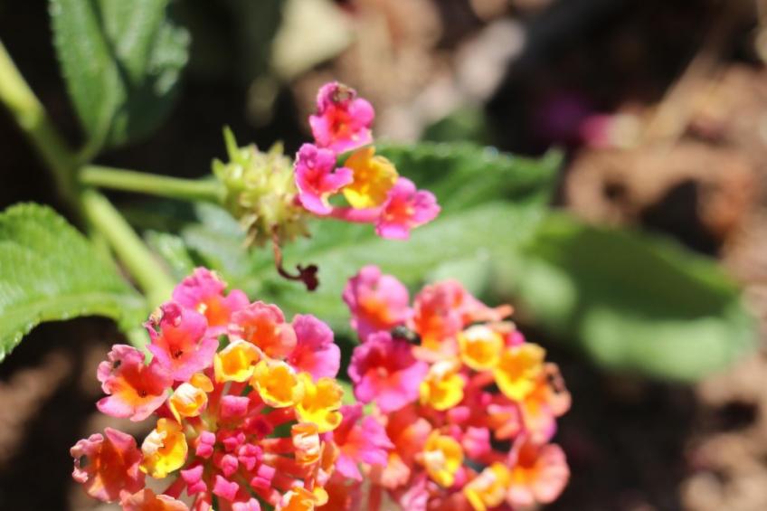 Wohnung "Mesomax RDC" in Strandnähe mit Meerblick - foto 37