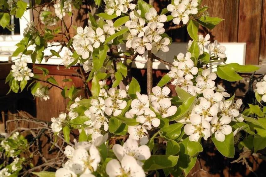 «Hüsli» - foto 12