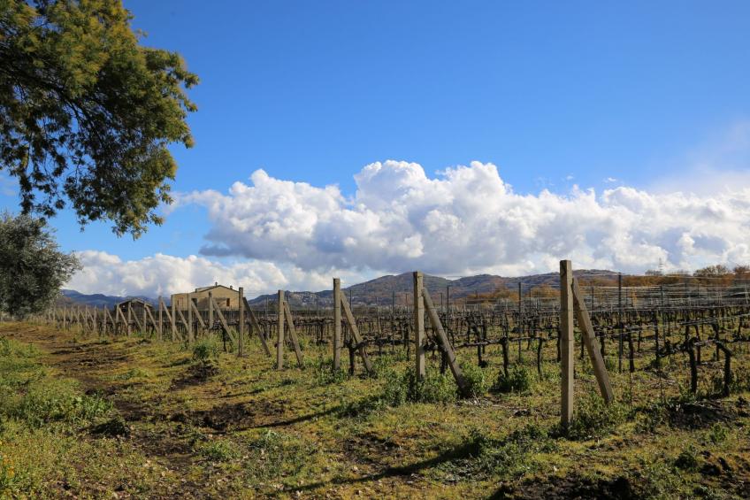 Villa Alloro" inmitten der Nerello-Mascalese-Reben - foto 4