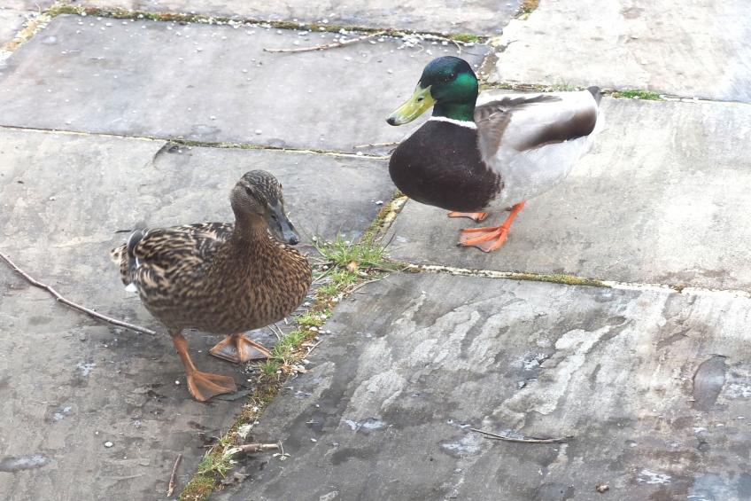 The Duck House - foto 39
