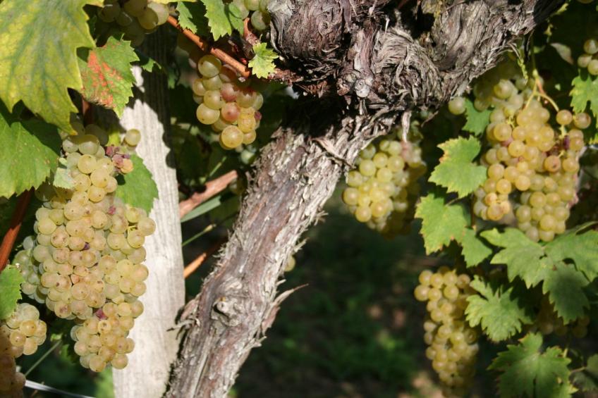 Rebenchalet - foto 13