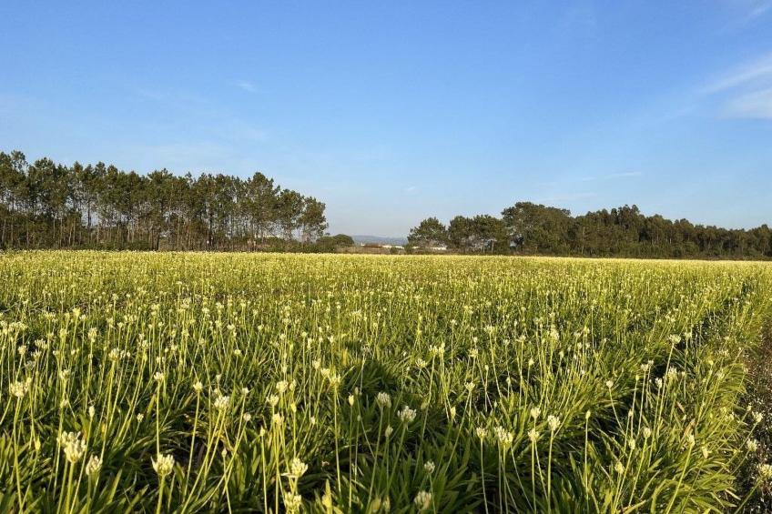 Schönes Landhaus mit Tauchbecken, Strand 3km - foto 24