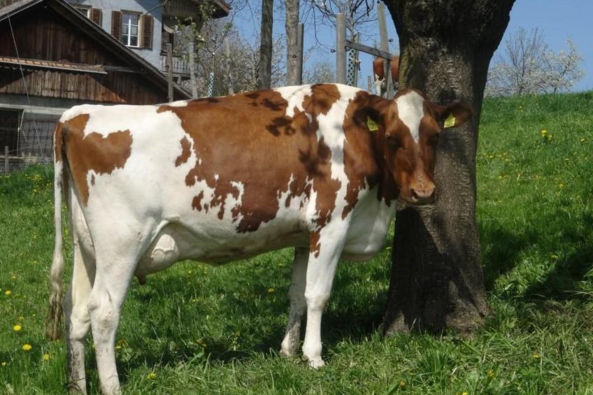 Hof Schürweid - foto 10